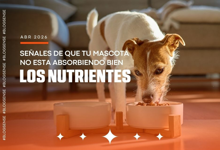 Señales de que tu mascota no está absorbiendo bien los nutrientes